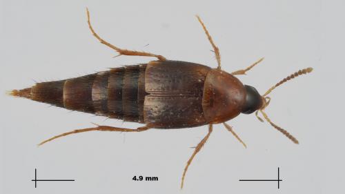Réf. 274 059 : Mycetoporus rufescens